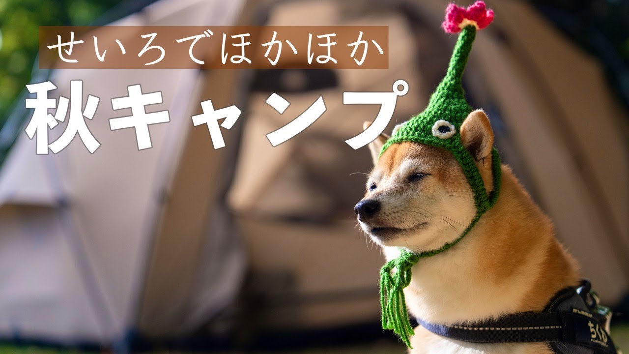 【犬連れキャンプ】蒸籠でほっかほかキャンプ飯を食す秋キャンプ｜わかさ氷ノ山キャンパーズヴィレッジ（鳥取）