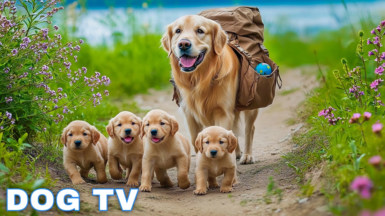 12 Hrs of Music for dogs when home alone 🐶 Anti Anxiety Music For Dogs 🐶 Dog calming music
