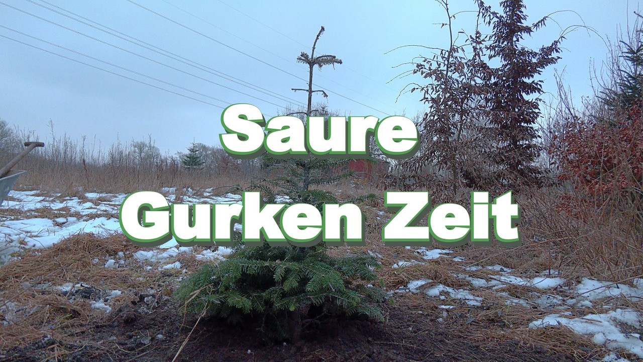Im Frost Baum pflanzen