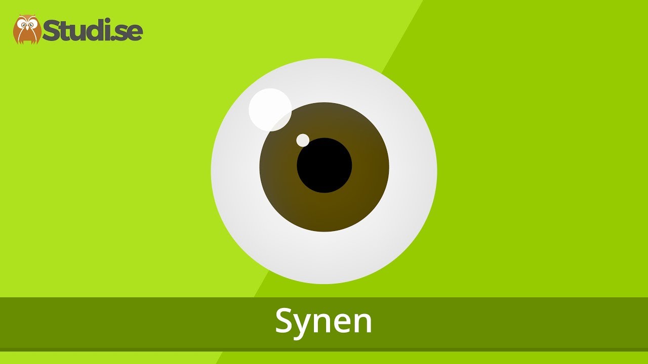 Synen (Biologi) - www.binogi.se