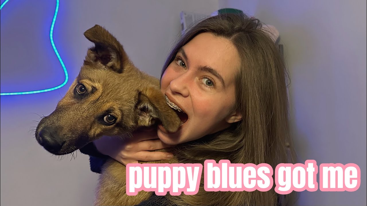 puppy blues hits hard and how I try to survive 