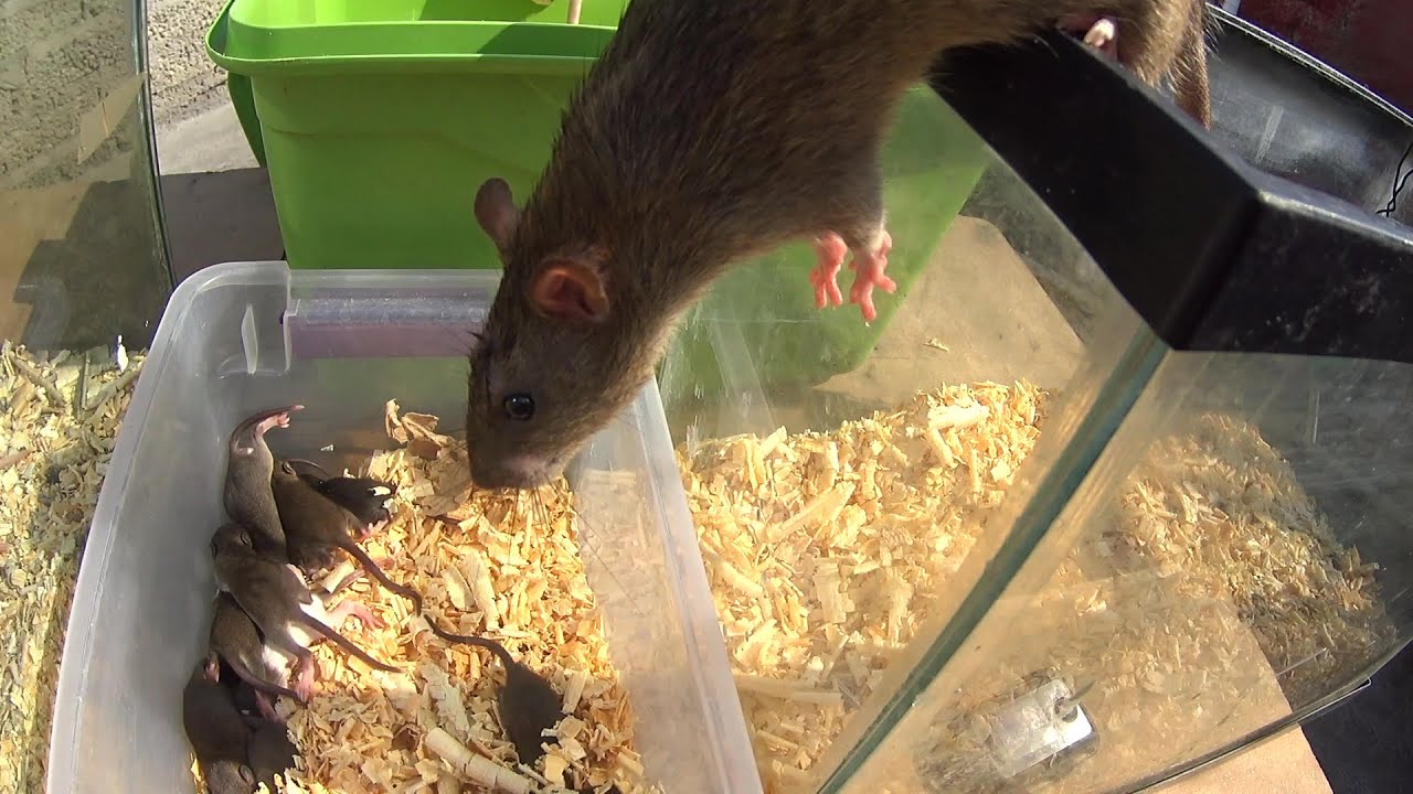 Criando ratas de alcantarilla (Mario Blogs)