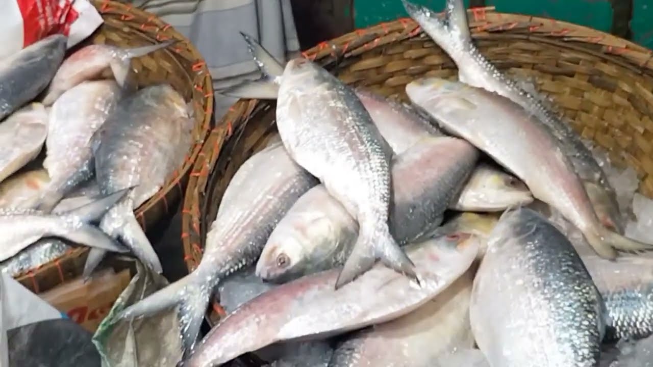 Fishing and selling the world famous fish Padma illish or hilsha fish