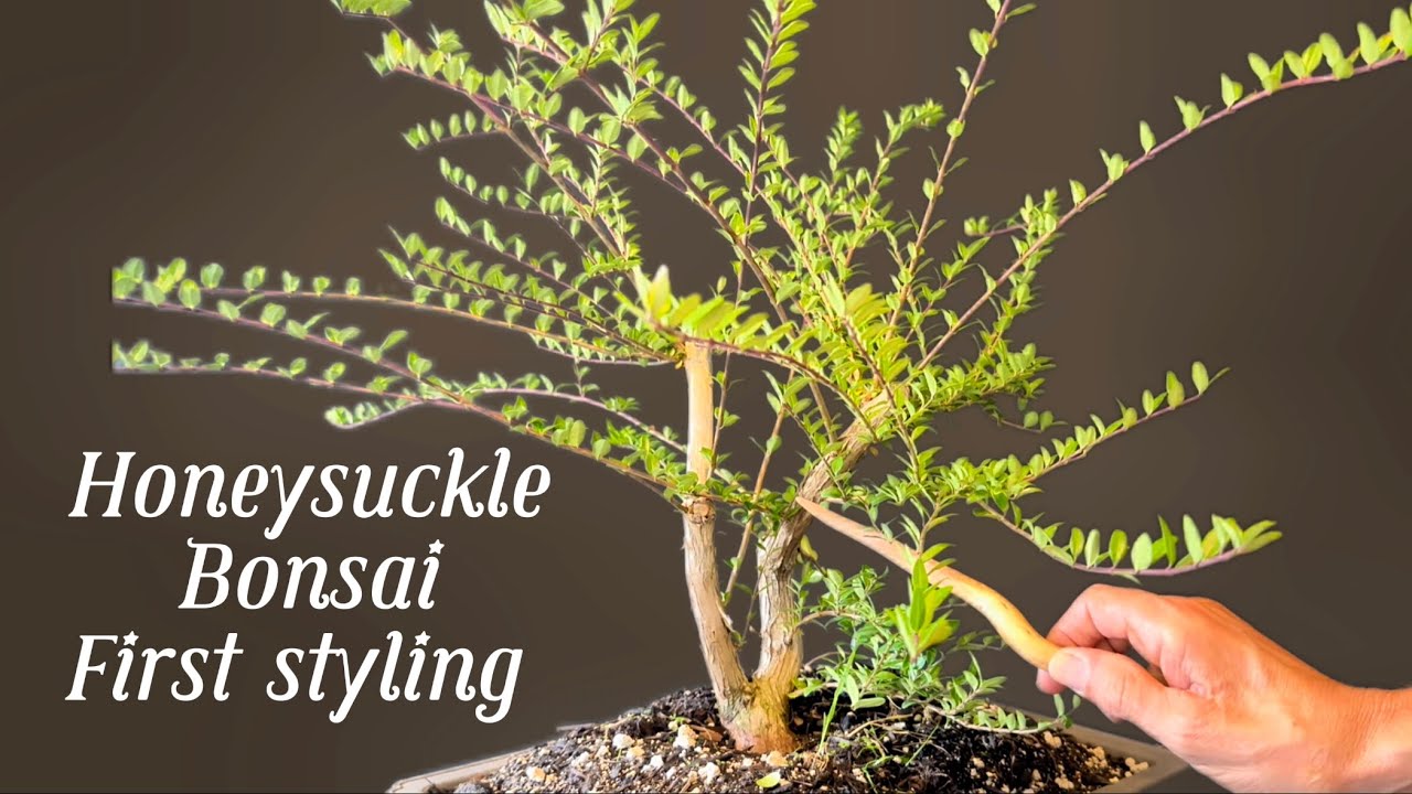 Honeysuckle bonsai, first styling @Bonsaicrazy #new #bonsaiuk #trending #bonsaiusa #bonsaijapan