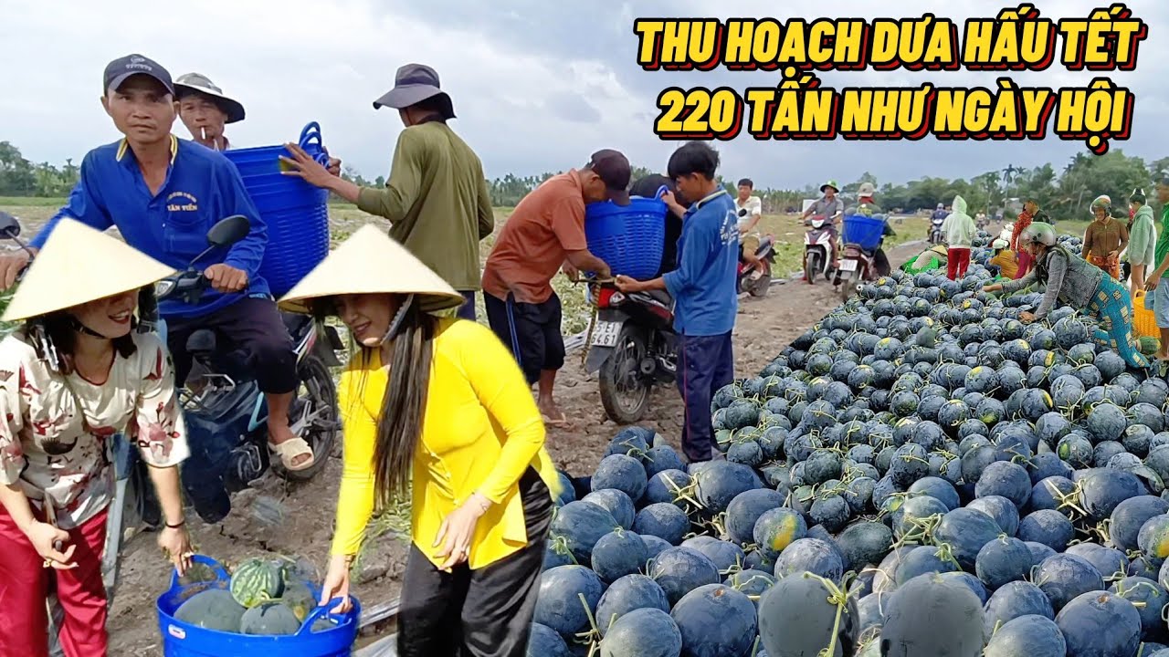 Thu Hoạch Dưa Hấu Tết 220 Tấn Vui Như Ngày Hội Vận Chuyển Bằng Xe Honda #trungtinhtv