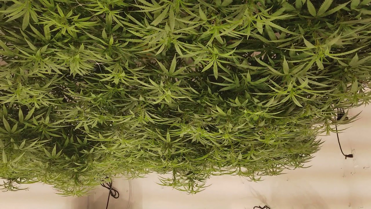 FIRST WEEK IN FLOWER!