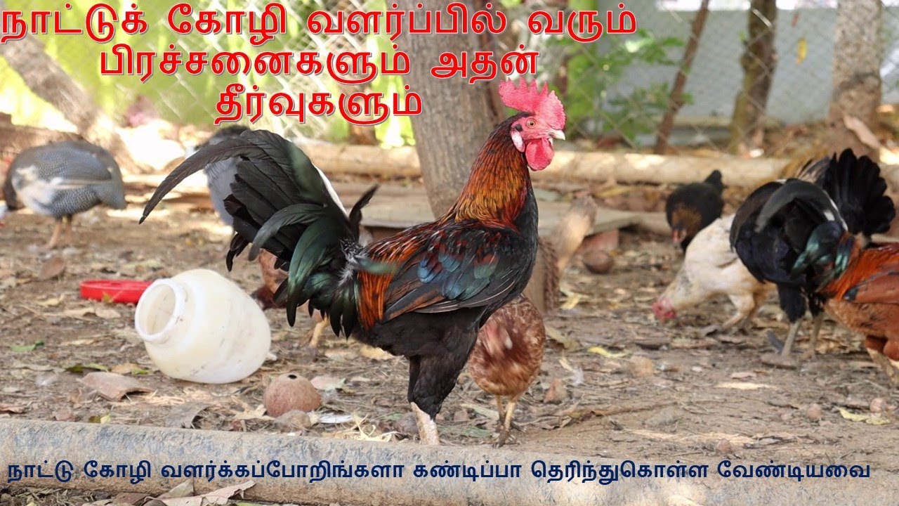 Nattu Kozhi Valarppu murai tamil || நாட்டுக் கோழி வளர்ப்பில் வரும் பிரச்சனைகளும் அதன் தீர்வுகளும்