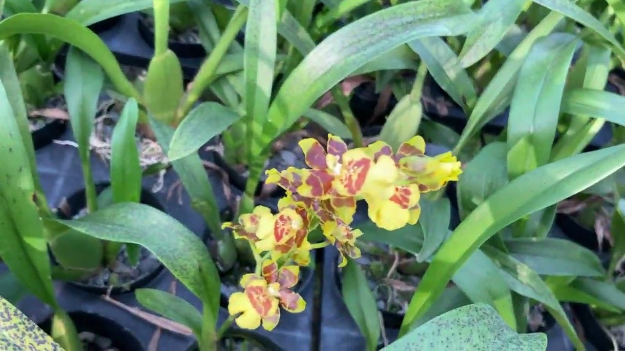 Orchid Hunters: Chunfu Orchid Farm