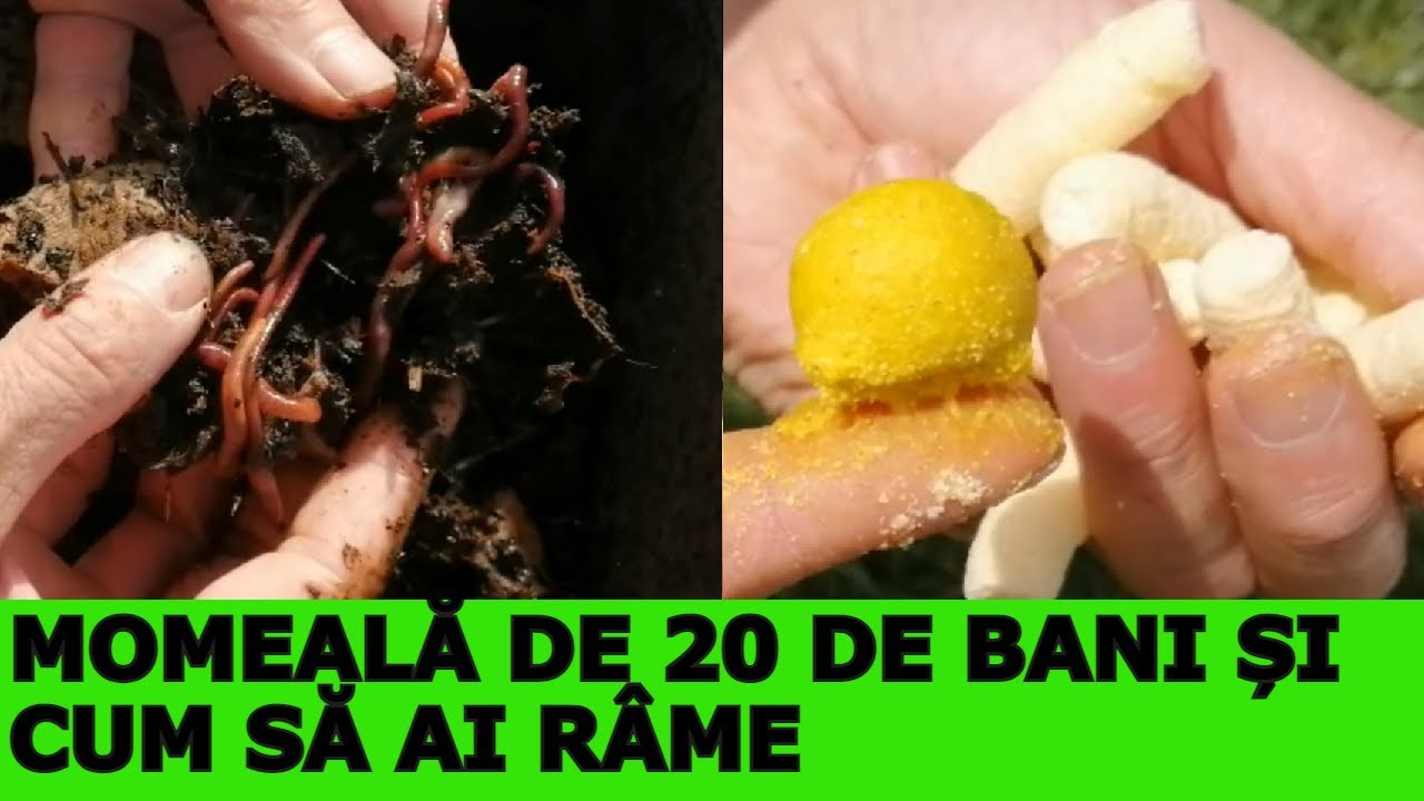 Momeală de CARAS și RÂME pentru tot Anul
