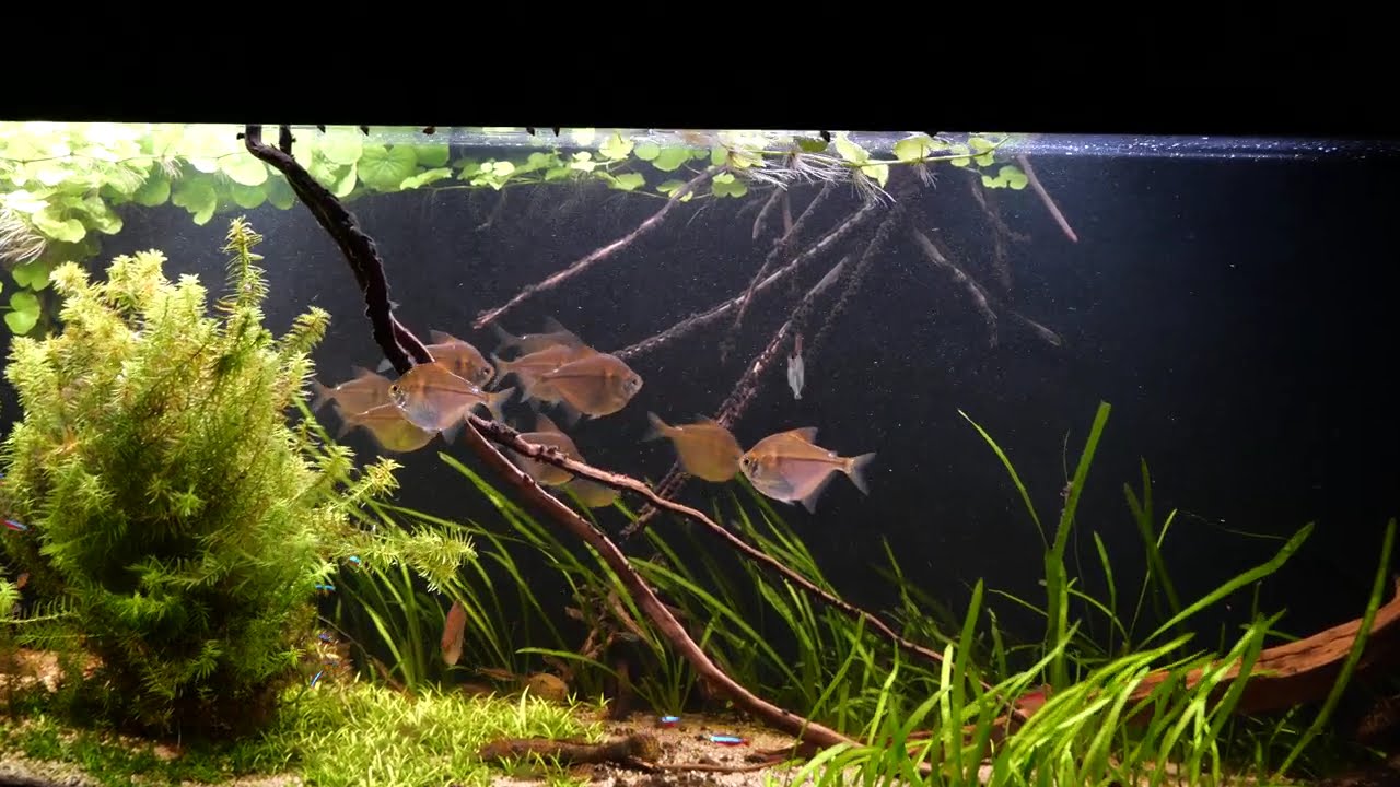S&uuml;damerika Aquarium  - Salmler  - Diskussalmler , Poptella , 200 x 60 x 60  - Letztes Video