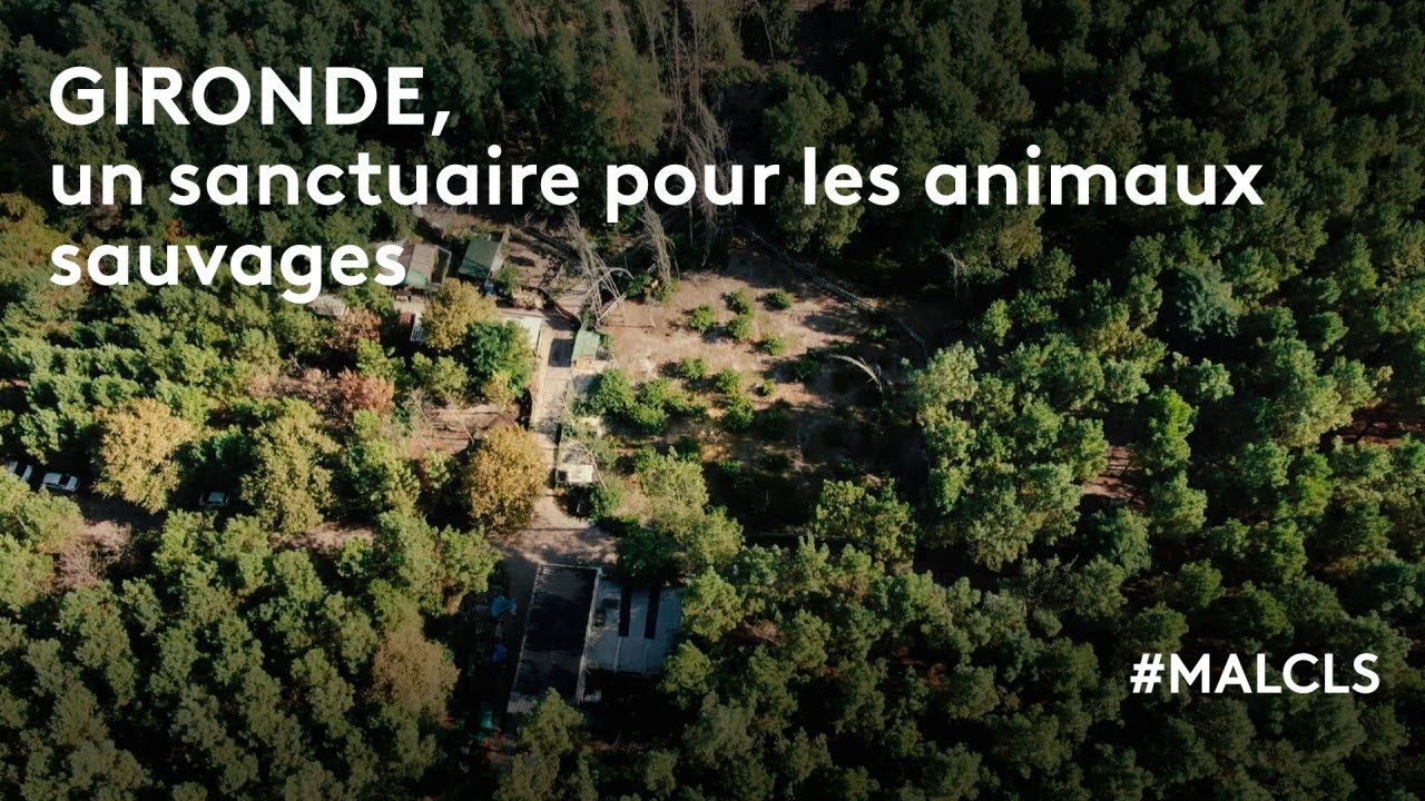 Gironde, un sanctuaire pour les animaux sauvages