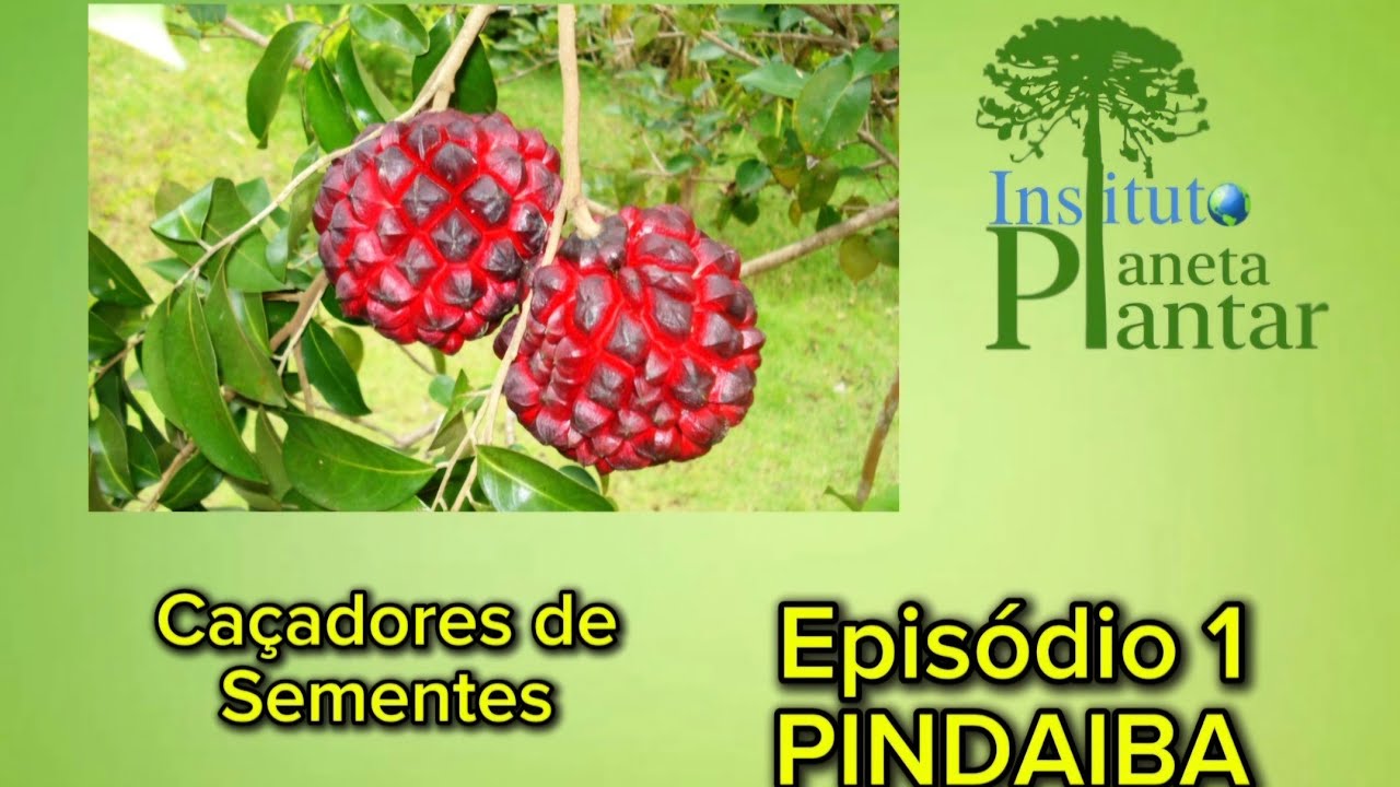 Caçadores de Sementes - Ep.1- PINDAIBA. #arvores #arvoresfrutiferas #arvoresnativas