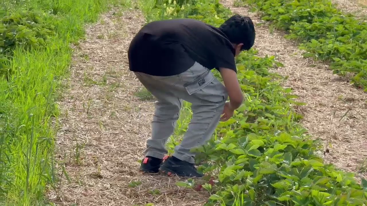 Strawberry Picking