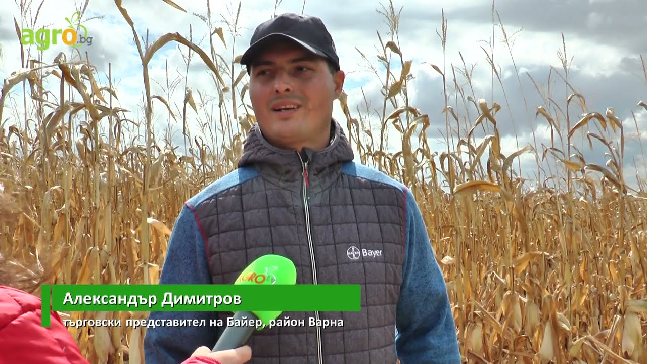 1013 кг/дка добив от царевица в Мадара
