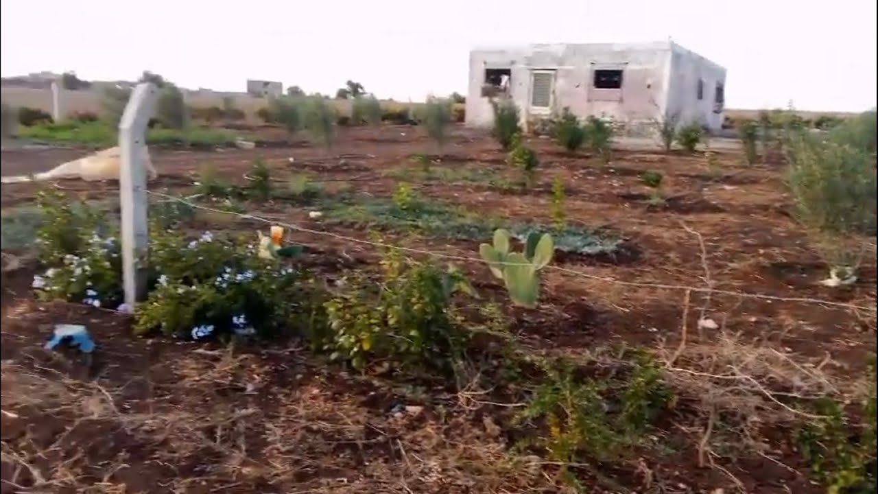 أرض للبيع 1300 متر فيها منزل 🏡 100 متر ديرة بشبكة فيها الغرس أولاد سعيد 0660114913