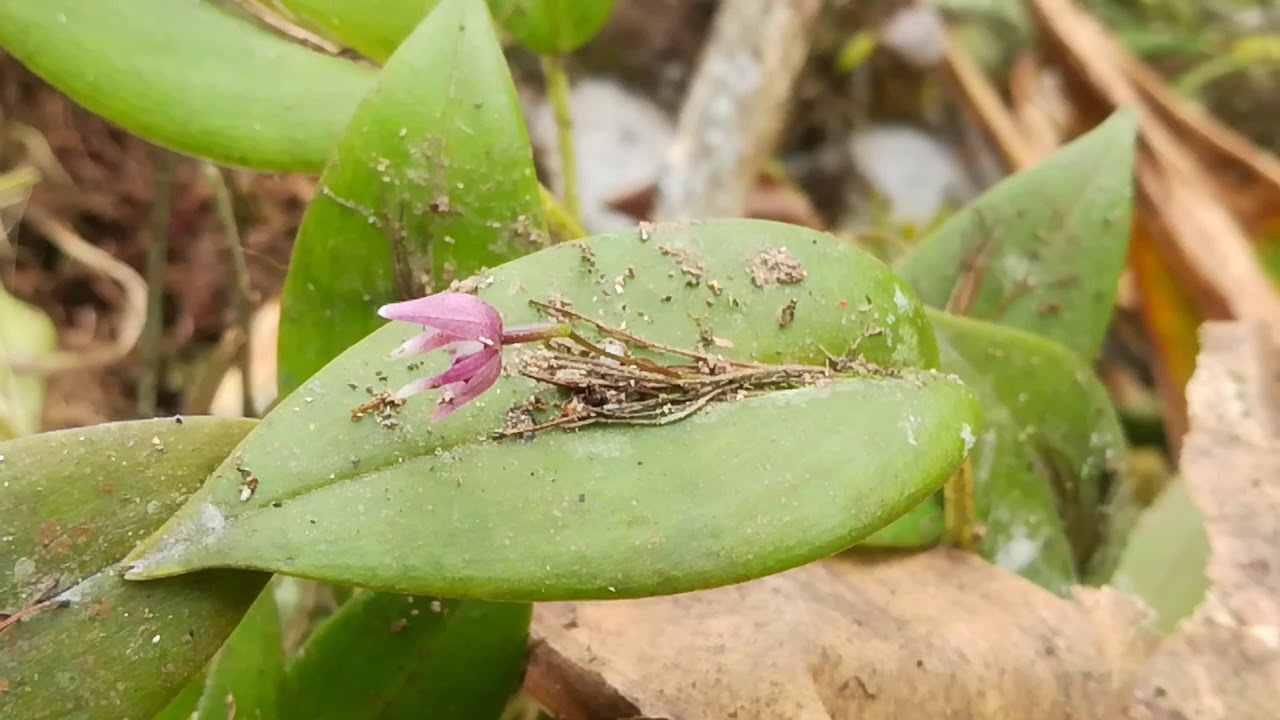 Watching Wild Orchids in East Cloudforest in Ecuador 🌸🌼🌺