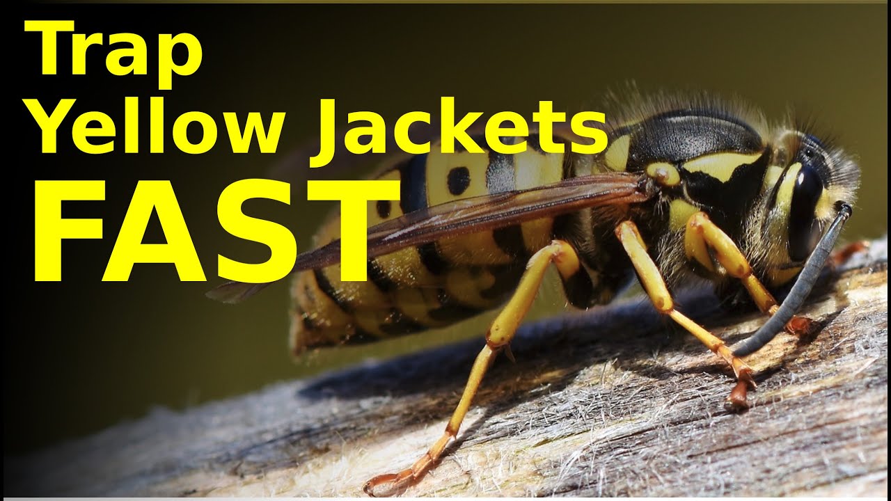SUCKING yellow jackets right out of their nest (effective homemade trap for wasps and hornets)