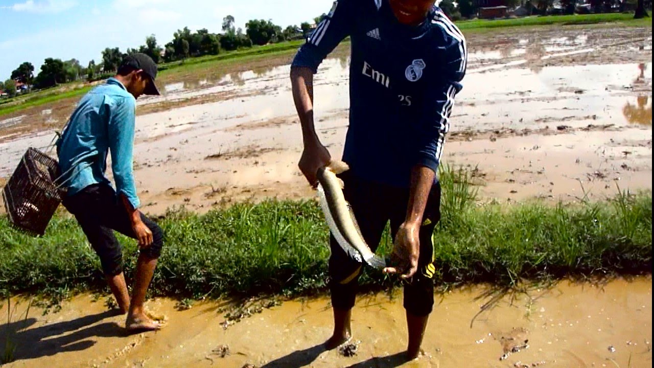 Traditional Catching Fishs in Cambodia Khmer fishing and hunting videos tackle & net &Tools tips V