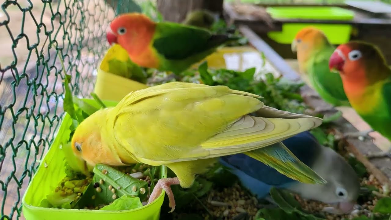 Lovebird Colorful 💚❤️#lovebirds #sunconure #parrotlover #birds #cutelovebird
