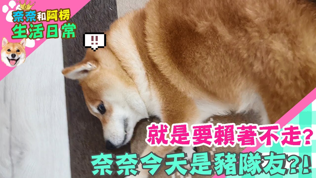 就是要賴著不走?奈奈今天是豬隊友?!【奈奈生活日常】
