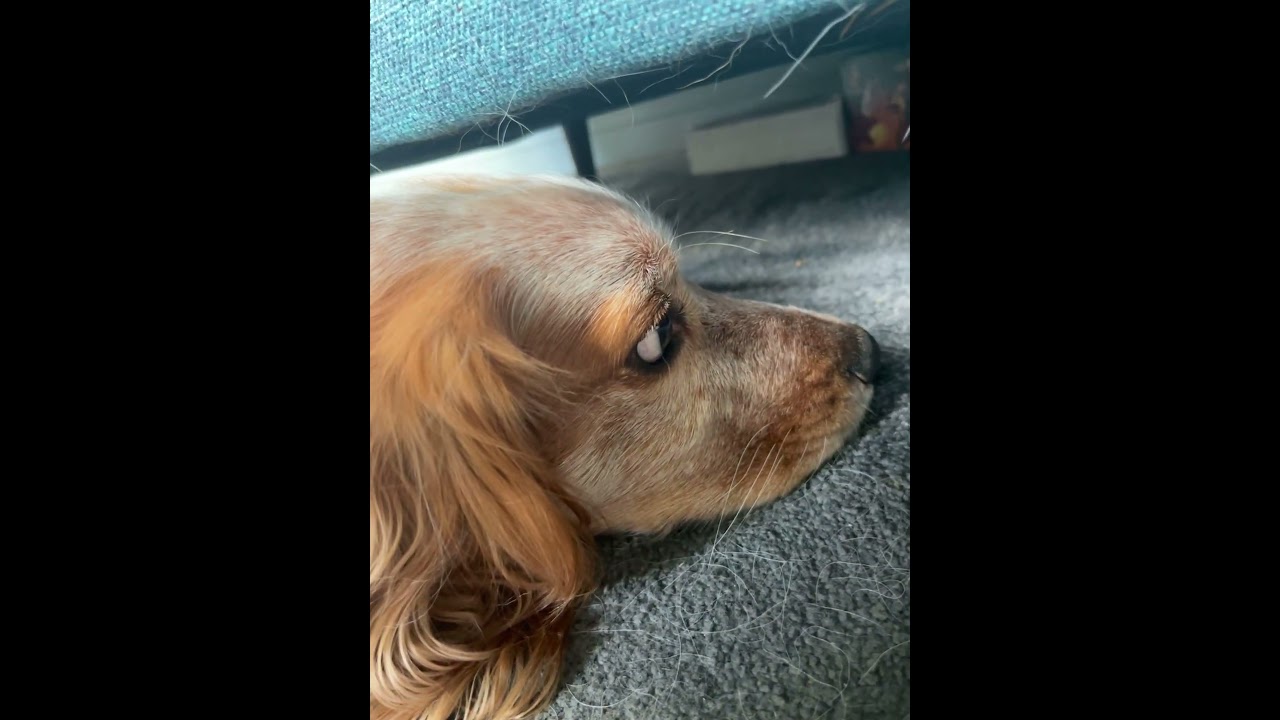 When your dog finds a ball under the sofa 