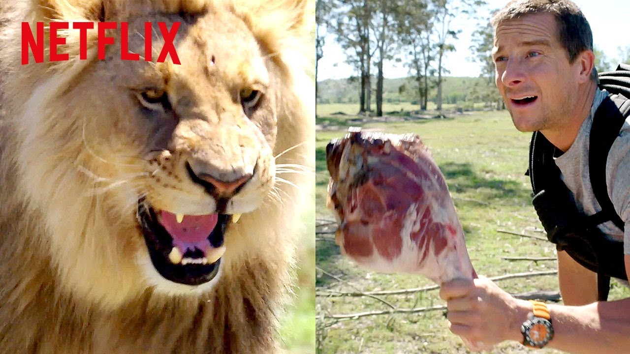 Bear Grylls Chased by a Lion | Animals on the Loose: A You vs. Wild Movie | Netflix Family