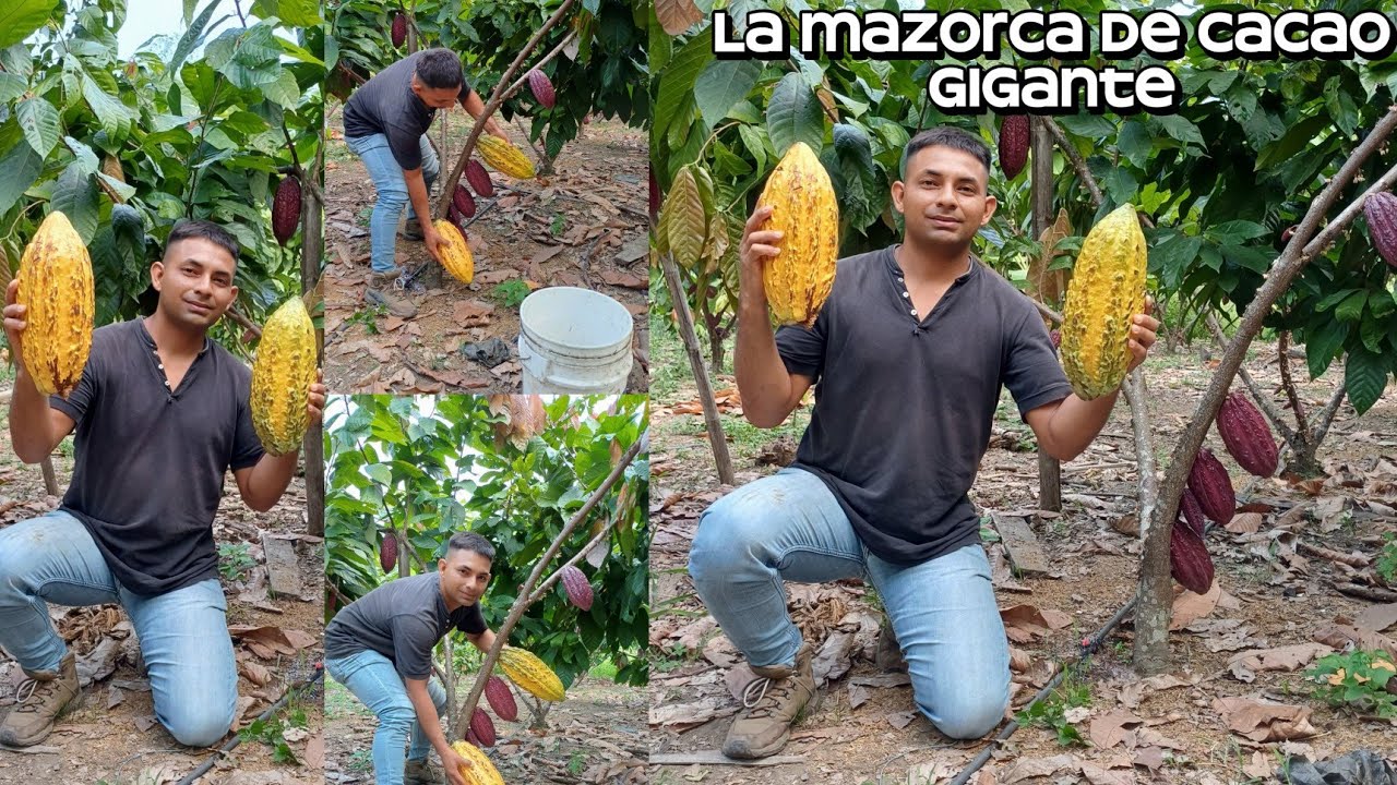 Variedad de cacao gigante #agricultura #cacao #viralyoutube