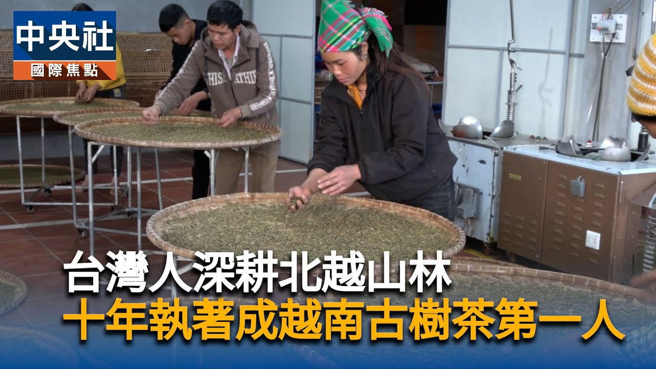 台灣人深耕北越山林　十年執著成古樹茶第一人｜中央社影音新聞