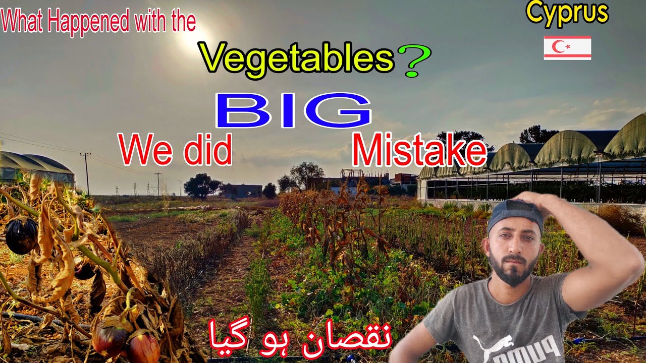 We Did a BIG Mistake|What Happened with our Vegetables 😭|Our vegetables died one day|Cyprus work