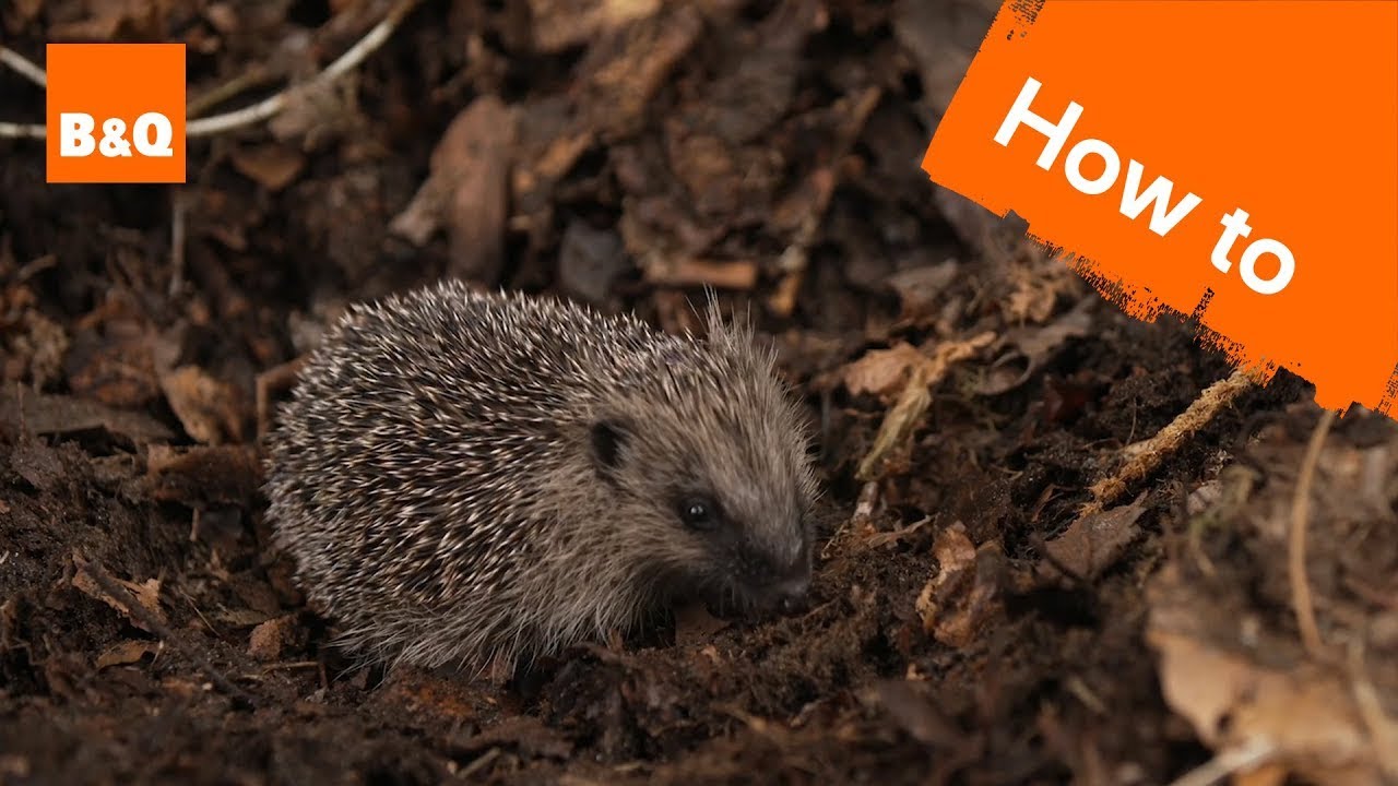 How to make your garden Hedgehog friendly