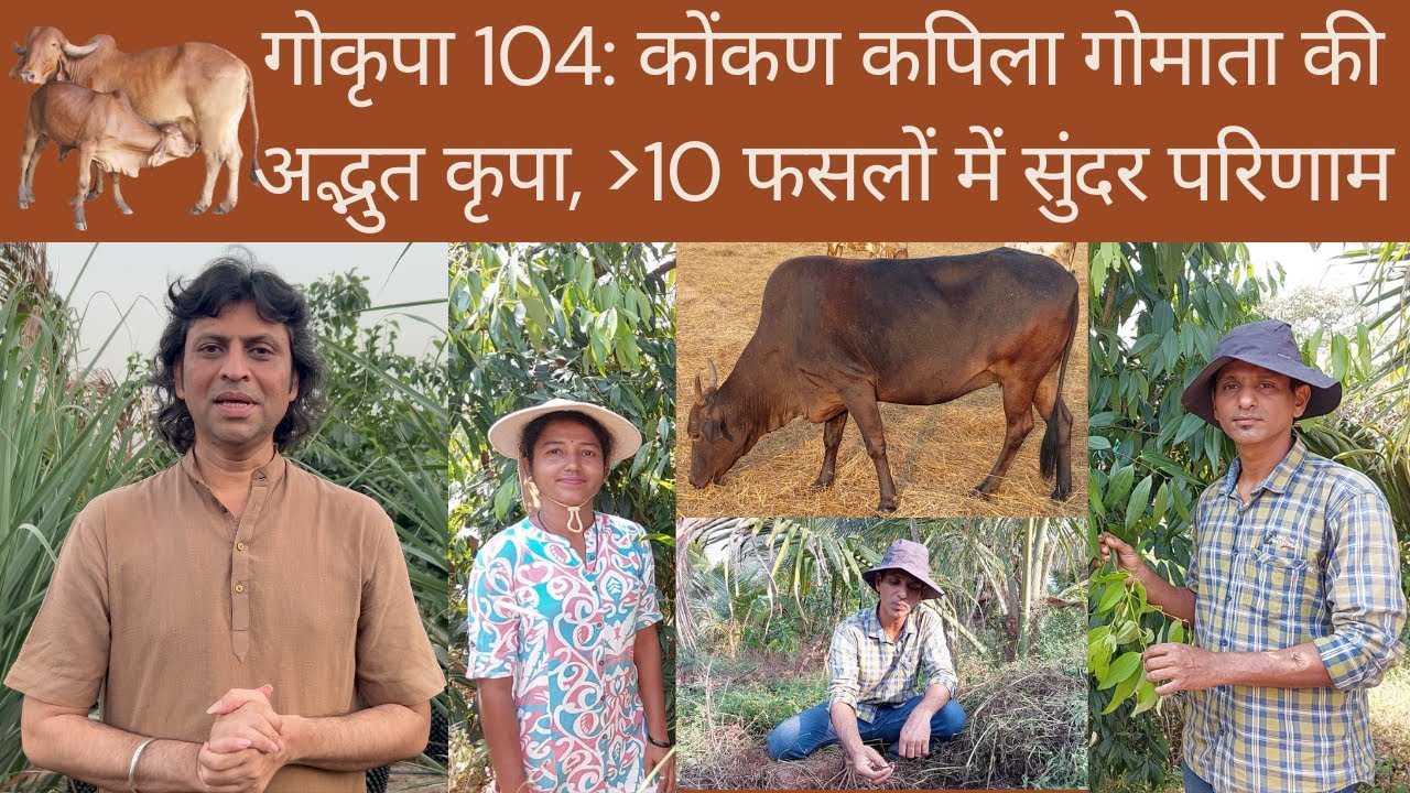 गोकृपा 104: कोंकण कपिला गोमाता की अद्भुत कृपा, 10 से अधिक फसलों में सुंदर गुणवत्ता व उत्पादन
