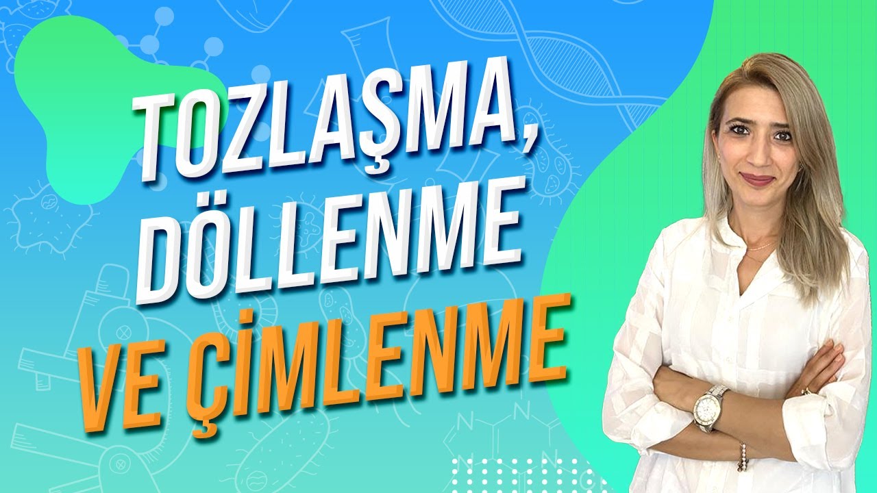 TOZLAŞMA, DÖLLENME VE ÇİMLENME | Seda Hoca Biyoloji 🧬 