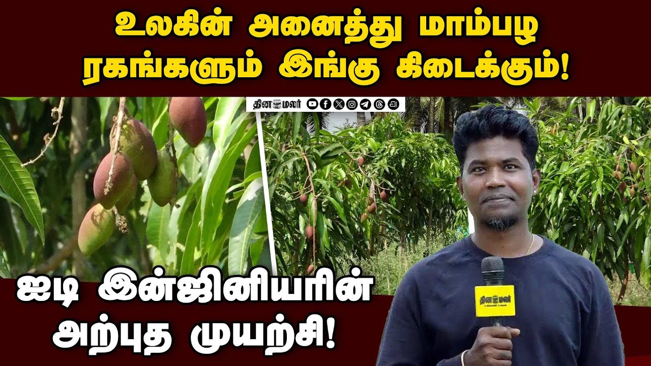 இயற்கை விவசாயத்தில் முத்திரை பதிக்கும் ஐடி இன்ஜினியர்! IT Engineer | Organic Farming | Mango Varieti