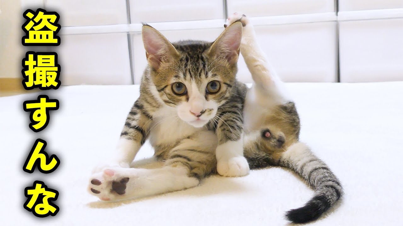 初めてフレーメン反応が見れたのでしつこく撮影してたら子猫に怒られました...笑