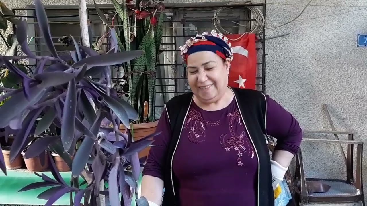KARA SEVDA ÇİÇEĞİ ÇOĞALTMA VE BAKIMI HAKKINDA BİLGİLER / EMOŞTAN KARA SEVDA TÜRKÜSÜ