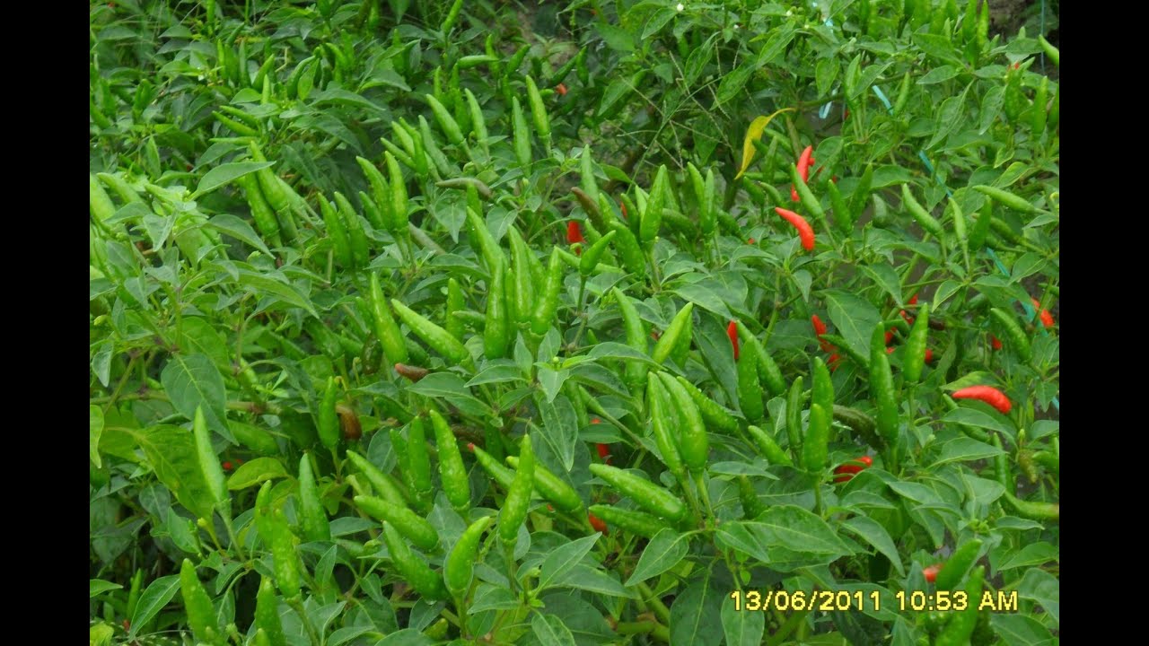 Kỷ thuật trồng ơt chỉ thi&ecirc;n - Ớt chỉ thi&ecirc;n 106