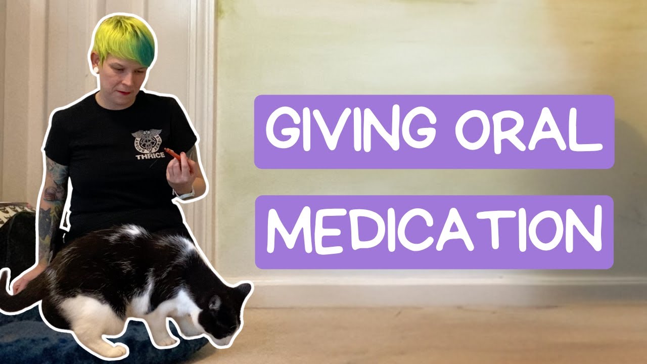 Helping Your Cat Take Medicine Like a Pro | Cooperative Care | Syringe Training