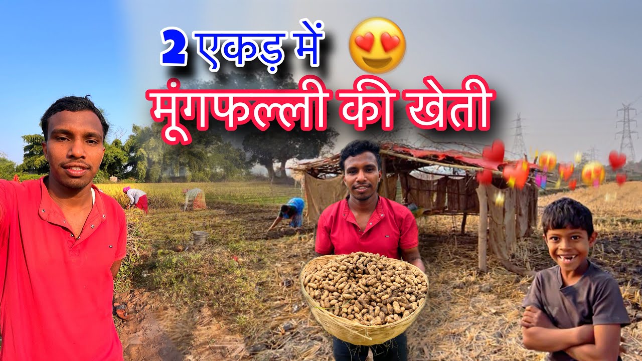 Finally 2 Ekad Me फल्ली Ki Kheti Lag Ke Complete Ho Gaya / 2 एकड़ ज़मीन में फल्ली की खेती में कितना 