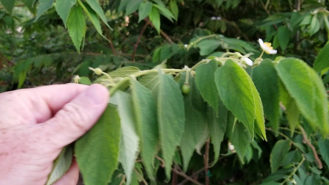 Jamaican cherry aka Strawberry tree