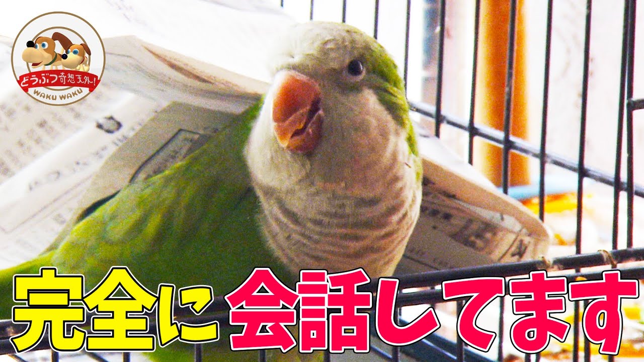 【おしゃべりインコ】日本語を理解してるとしか思えないピーちゃんのおもしろ会話集！【どうぶつ奇想天外／WAKUWAKU】