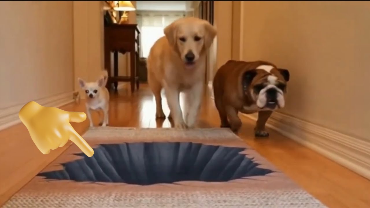 Fake Hole Rug Sends This Dog Into Instant Panic Mode! 😂🐶