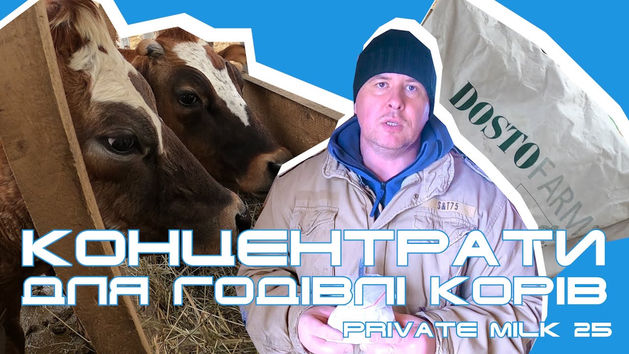Скільки корові потрібно давати концентратів? Достофарм | Private Milk |Травецький