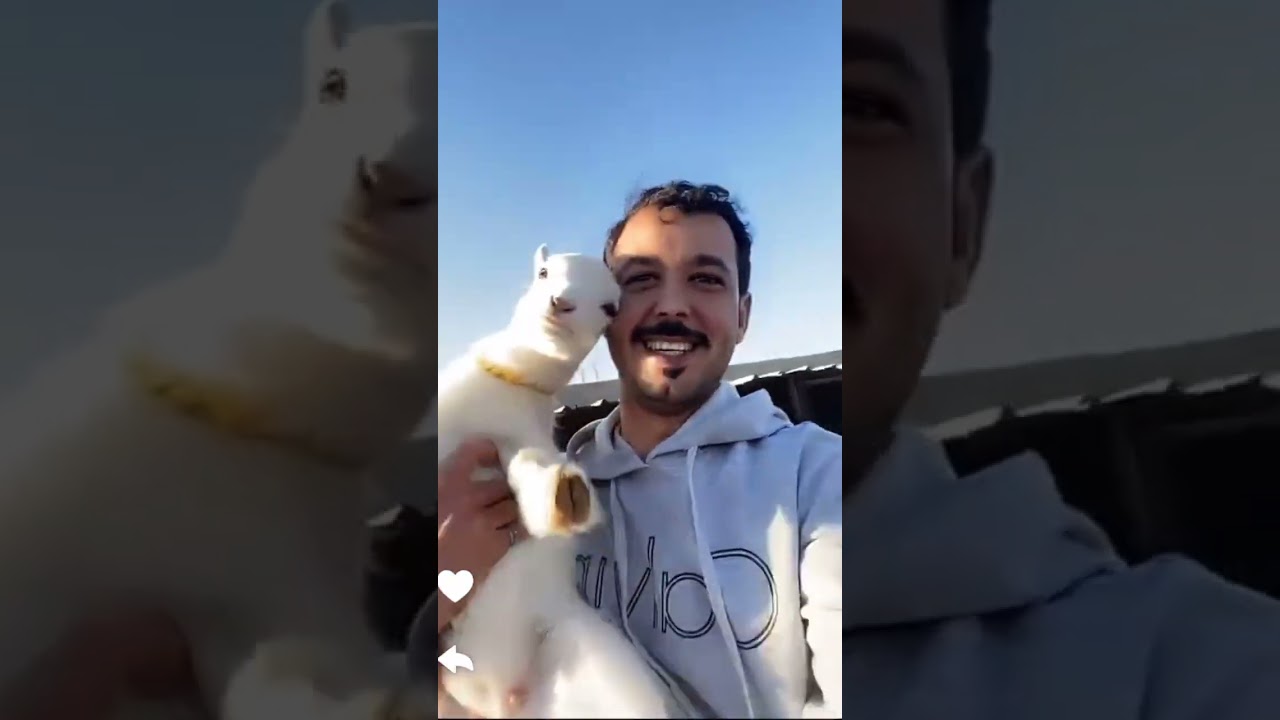 اليوم مافي بيض كثير/ سنابات ايوناصر