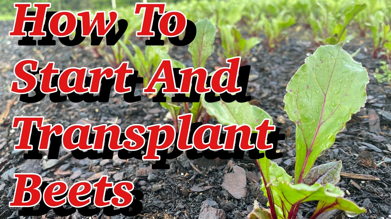How to get better germination on your beet starts | Transplanting red Ace beets into the garden