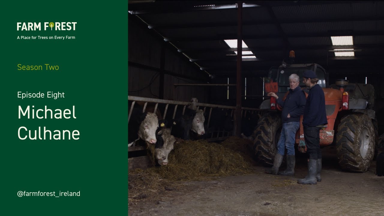 Michael Culhane 8 – Weanlings to beef, Native Tree Area scheme & his agroforestry experience.