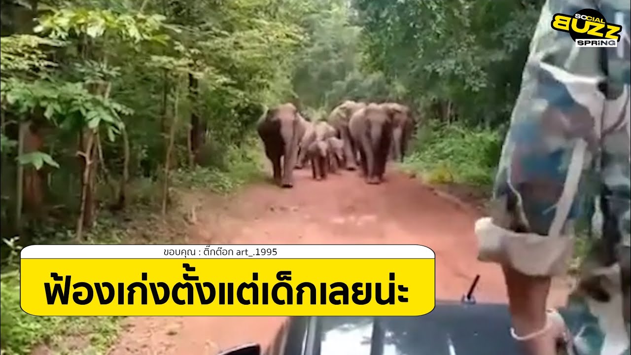 คลิปเมื่อเจ้าหน้าที่ เจอครอบครัว ช้างป่าขวางทาง งานนี้ ถึงกับต้องถอย l Socialbuzz