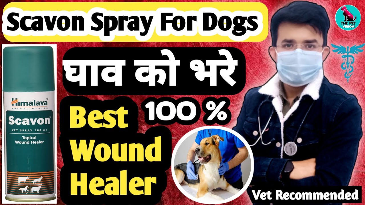 Scavon Spray || Best Wound Healer || Maggoted Wound Treatment || जानिए कैसे काम करता है 🤔 100 %