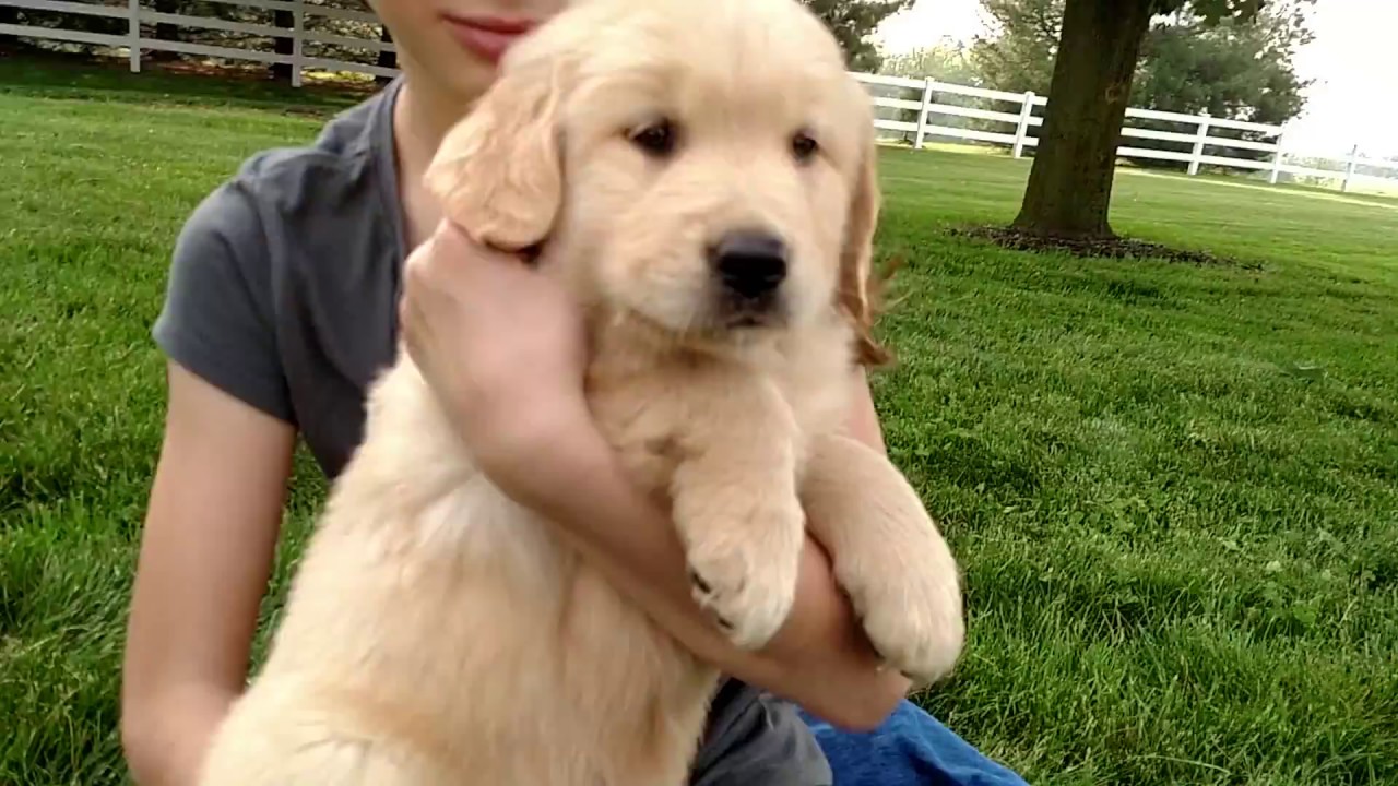 Alex - AKC Golden Retriever Puppy for Sale Ohio