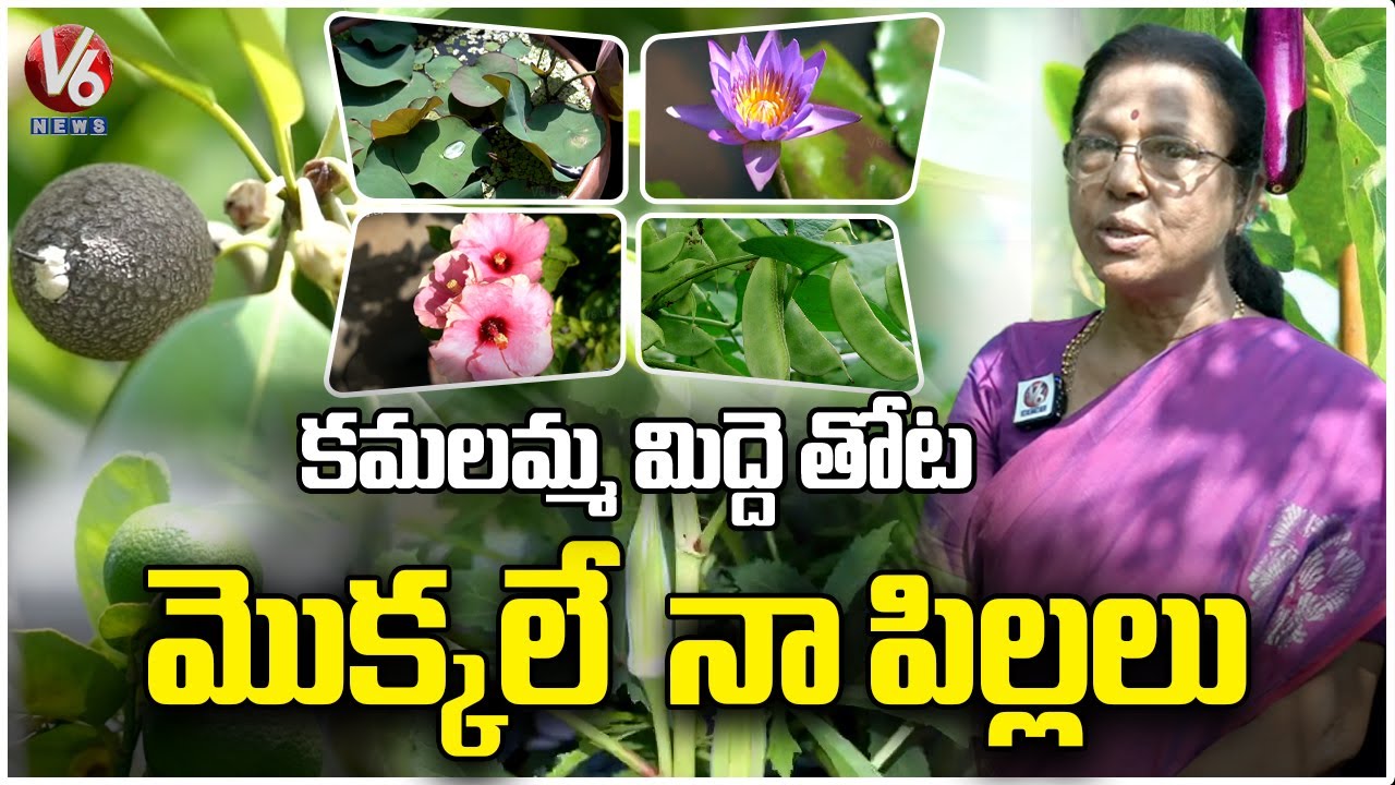 Kamala Terrace Garden : 25 Years of Expertise Growing Roof Plants | RTC Cross Road, Ashok Nagar | V6