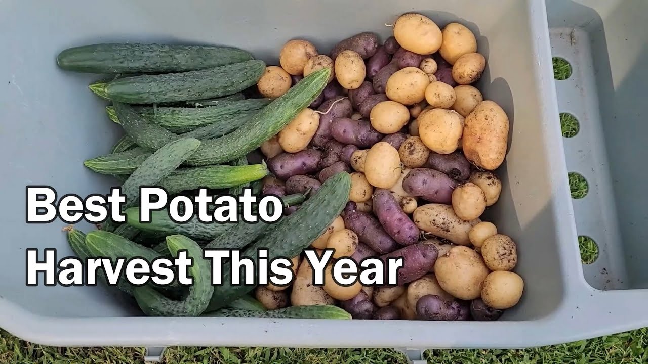 Best Potato Harvest This Year - Kennebec Potatoes Grown In 10 Gallon Grow Bags